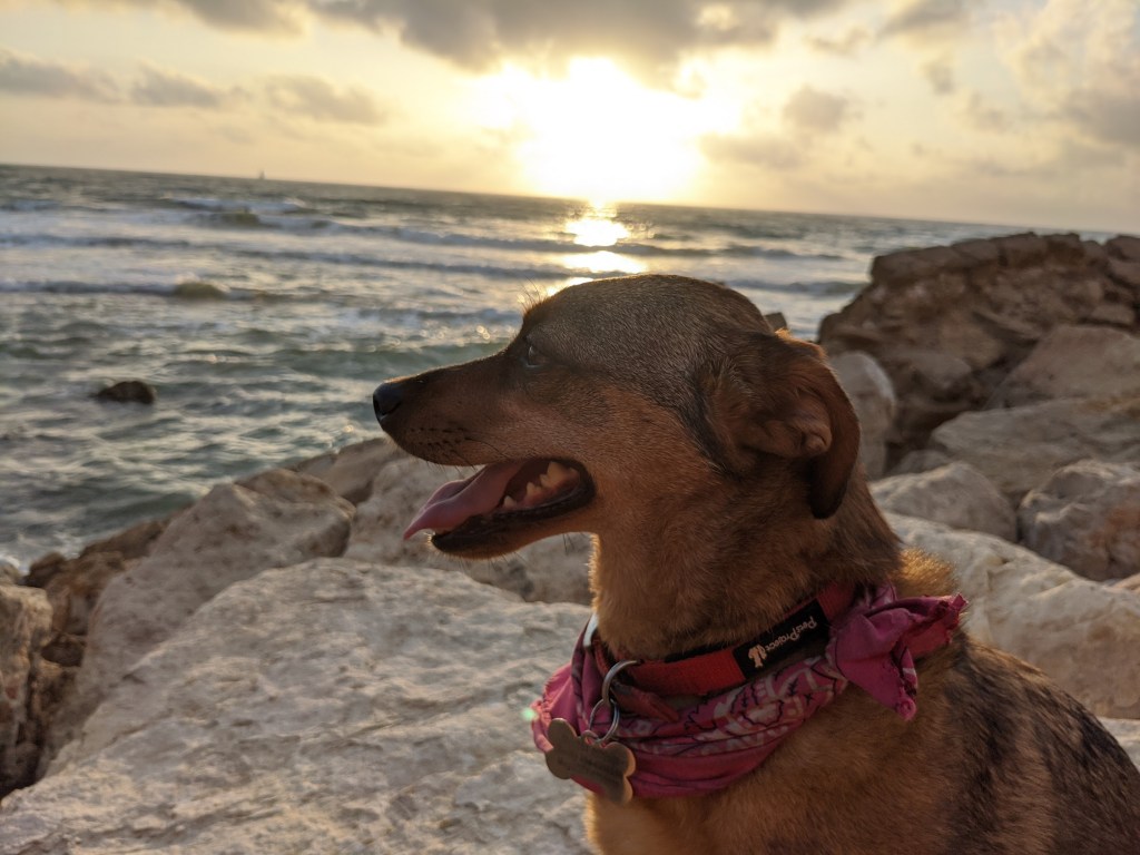 𝗟𝗲𝘀𝘀𝗼𝗻𝘀 𝗳𝗿𝗼𝗺 𝗮 𝗙𝗼𝘂𝗿-𝗟𝗲𝗴𝗴𝗲𝗱&nbsp;𝗖𝗼𝗮𝗰𝗵